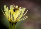 Mike Newman - Hoverfly collecting pollen - Small Prints Trophy